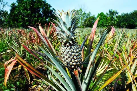 Pineapple cultivation Stock Photos