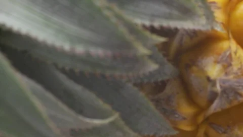 Pineapple cut on basket Stock Footage 118115384