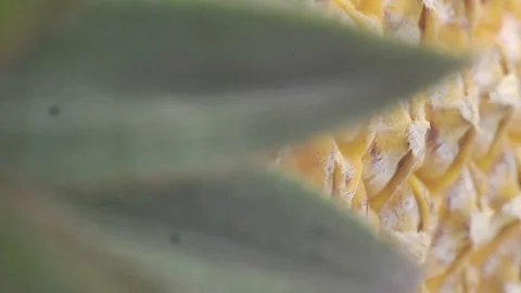Pineapple cut on basket Stock Footage 118115402
