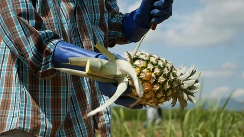 Pineapple Cutting or Pineapple Harvesting Shot on Panasonic GH5 12-35 f2.8 Stock Footage 96146965