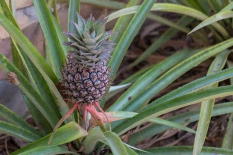 Pineapple delicious fruit Stock Photos
