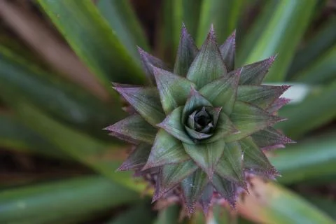 Pineapple delicious fruit Stock Photos