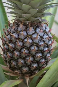 Pineapple delicious fruit Stock Photos