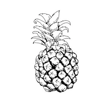 Pineapple drawn in black-and-white Stock Illustration