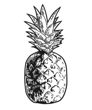 Pineapple engraved sketch Stock Illustration