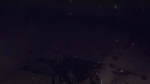 Pineapple Exploding Stock Footage 82868304