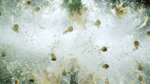 Pineapple Exploding 動画素材 249449745