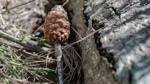 Pineapple from a fallen pine. Stock Photos