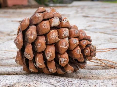 Pineapple fallen from a pine tree on the floor Stock Photos