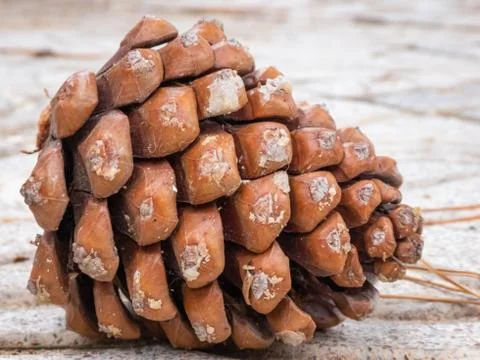 Pineapple fallen from a pine tree on the floor Stock Photos