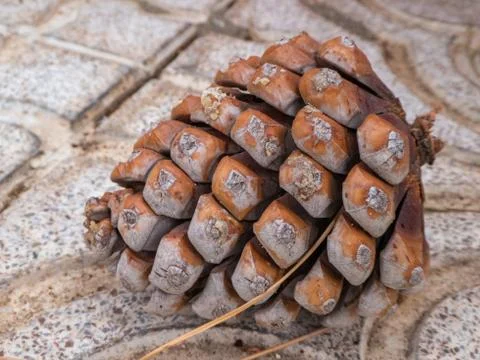 Pineapple fallen from a pine tree on the floor Stock Photos