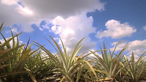 Pineapple farm with blue sky Stock Footage 57358310