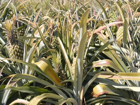 Pineapple farm field Stock Footage 84836644