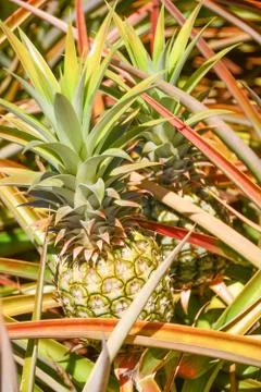 Pineapple in Farm Field Stock Photos