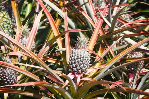 Pineapple in Farm Field Stock Photos