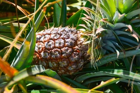 Pineapple in Farm Field Foto stock