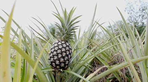 Pineapple in the farm 動画素材 30344899