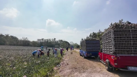 Pineapple Farm Harvest Activity Along Dirt Plantation Road Stock Footage 340131237