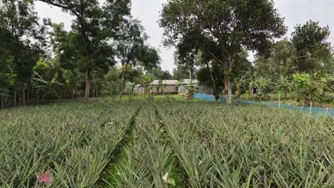 Pineapple Farm With Jackfruit Tree Stock Footage 335542935