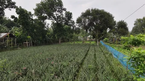 Pineapple Farm Overhead Stock Footage 335543732