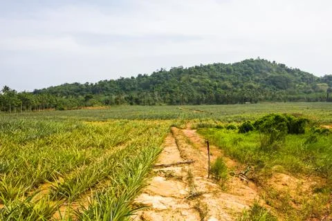 Pineapple farm. Stock Photos