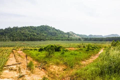 Pineapple farm. Stock Photos