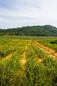 Pineapple farm. Stock Photos