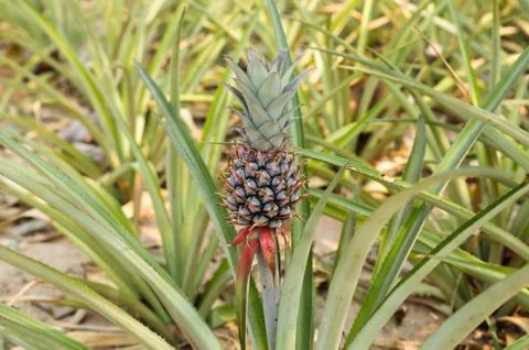 Pineapple  in a farm Stock Photos