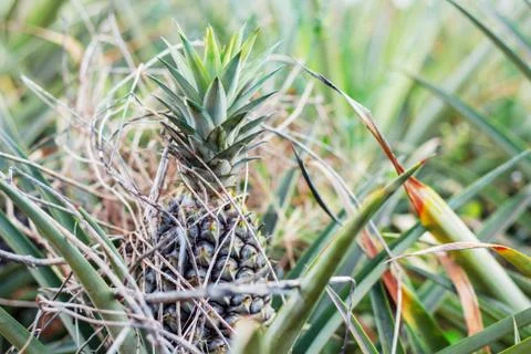 Pineapple on a farm. Stock Photos