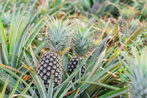 Pineapple in farm. Stock Photos