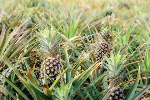 Pineapple on a farm. Stock Photos