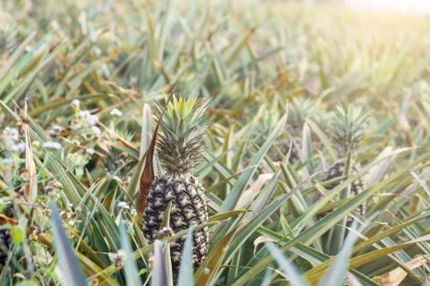 Pineapple in farm at sunlight. Foto stock