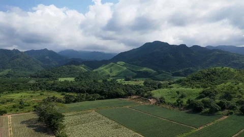 Pineapple farm surrounded by mountains in Nayarit, Mexico. Aerial drone Stock Footage 119850052