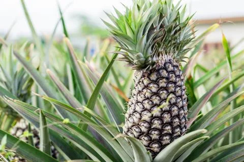 Pineapple of farmland. Stock Photos