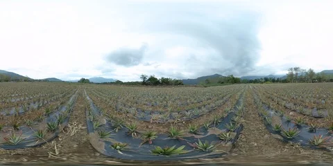 Pineapple Field - 360 VR Video stock 88946048