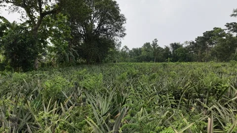 Pineapple Field Aerial Tracking Shot Stock Footage 336103242