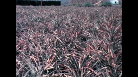 Pineapple Field with Building Stock Footage 278217416