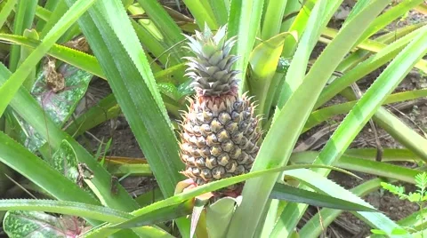 Pineapple field Stock Footage 48573135