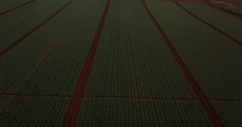 Pineapple field Stock Footage 251767438