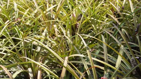 Pineapple Field Video stock 335212471