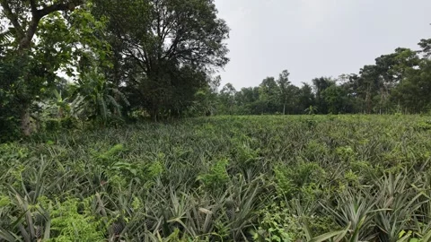 Pineapple Field Ground Tracking Shot Stock Footage 336103284