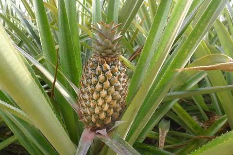 Pineapple in a field Stock Photos