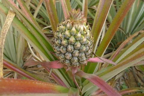 Pineapple in a field Stockfoto's