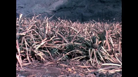Pineapple Field in the Valley Stock Footage 278217460