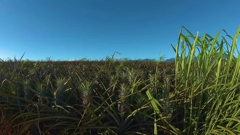 Pineapple Fields in Country of North Shore Oahu, Hawaii Island. 스톡 동영상 81215293