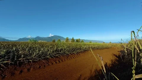 Pineapple Fields in Country of North Shore Oahu, Hawaii Island. 스톡 동영상 81215307
