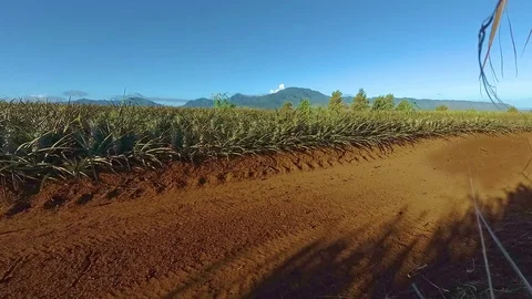 Pineapple Fields in Country of North Shore Oahu, Hawaii Island. 스톡 동영상 81215324