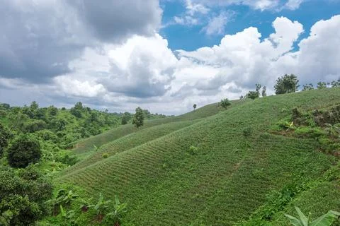 Pineapple fields in the hills of Chittagong.. Stock Photos