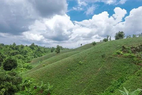 Pineapple fields in the hills of Chittagong.. Stock Photos