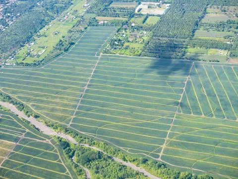Pineapple fields in the Philippines Stock Photos